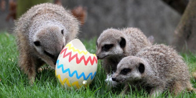 Animals Vs Easter Eggs (PICTURES) | HuffPost UK