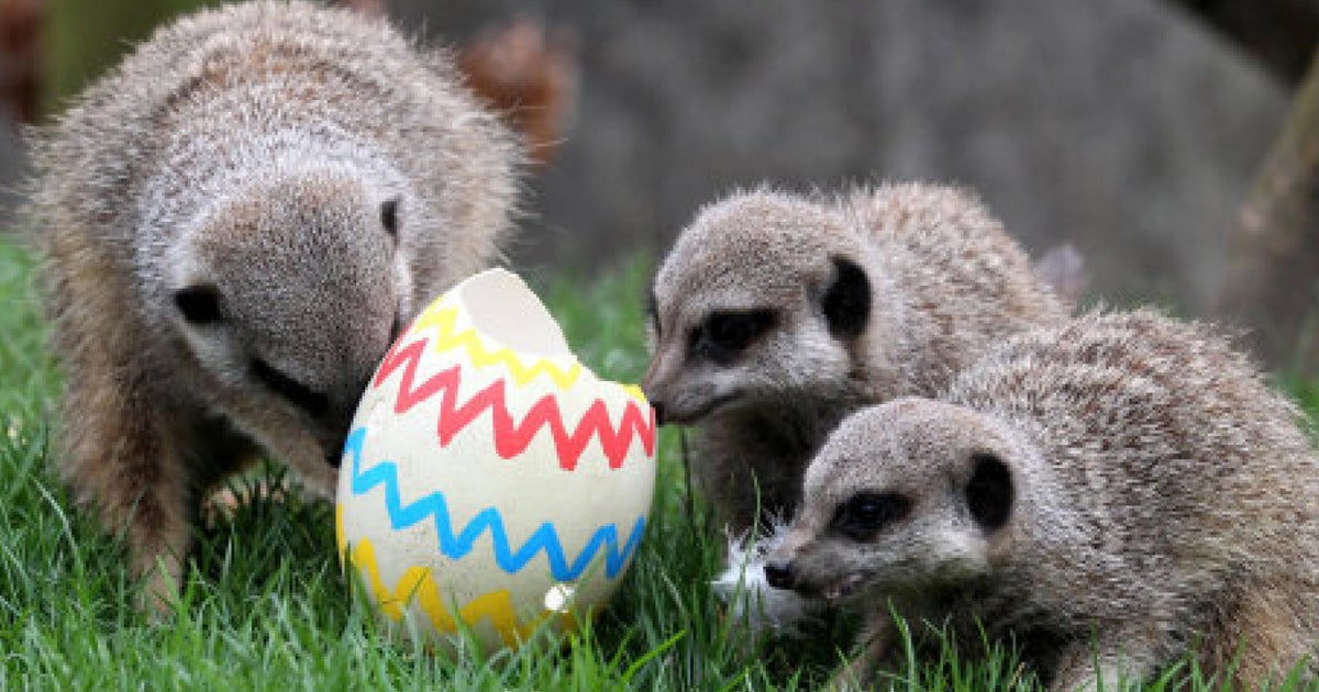 Animals Vs Easter Eggs (PICTURES) | HuffPost UK