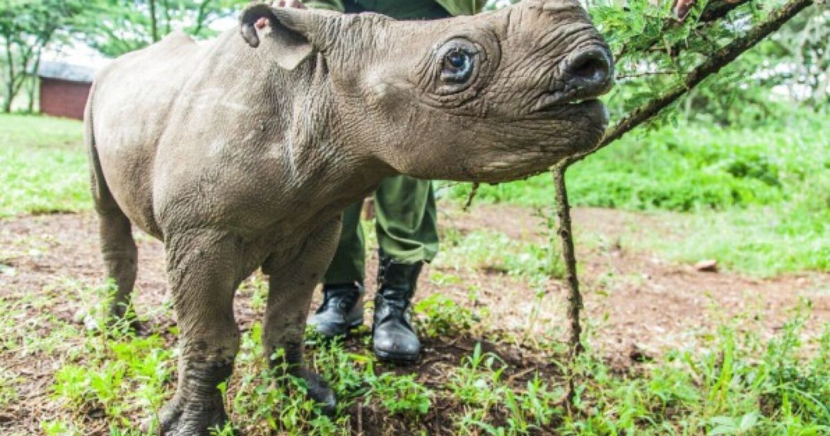 The Fight Against Rhino Poachers in South Africa | HuffPost UK News