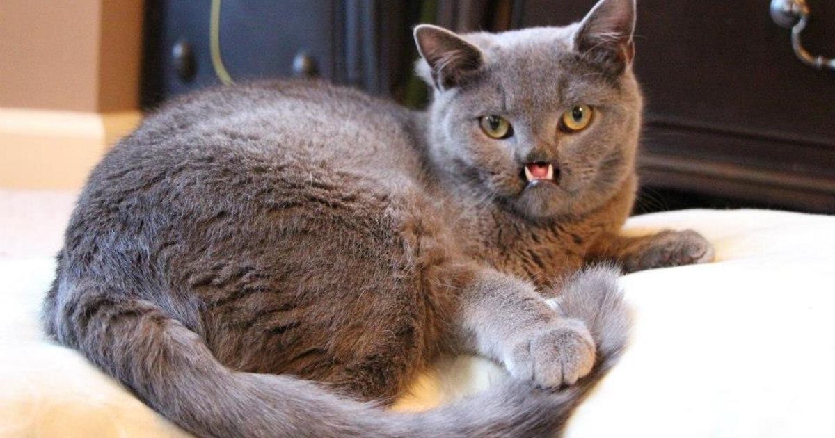 Lazarus, 'Vampire' Kitten With Cleft Palate To Train As Therapy Pet ...