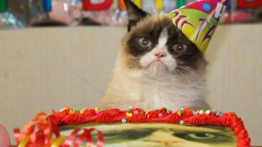 grumpy cat pictures happy birthday
