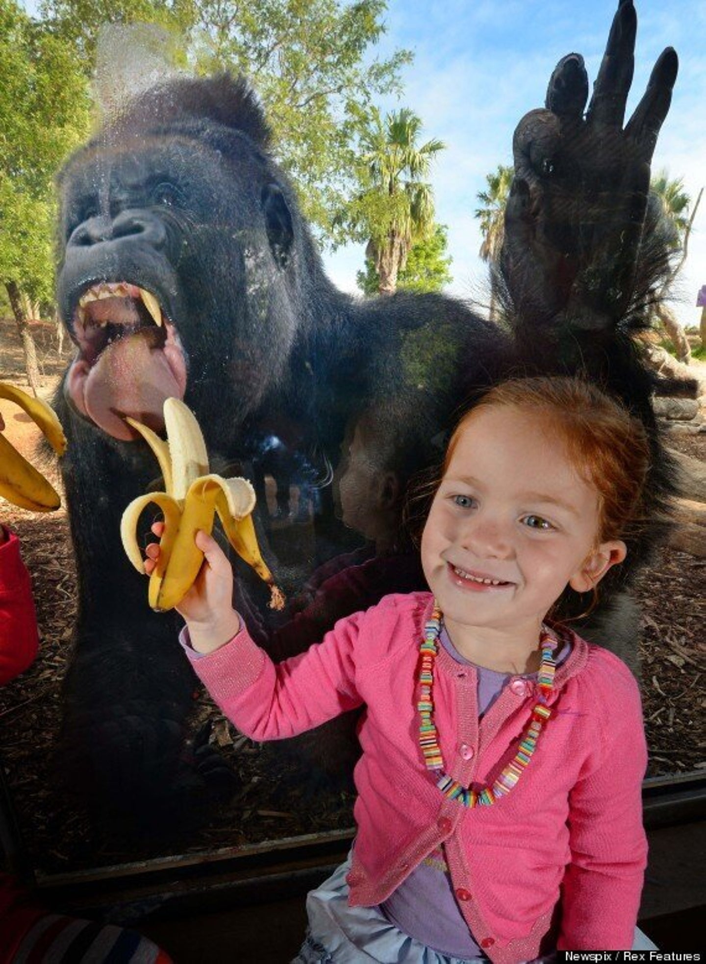 Gorilla Photobombs Two Youngsters at Werribee Open Range Zoo In(02)