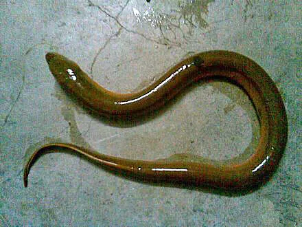 Asian Eel Sex - Porn Enthusiast Lands In A&E With A Live Eel Up His Bottom (PICTURES) |  HuffPost UK News