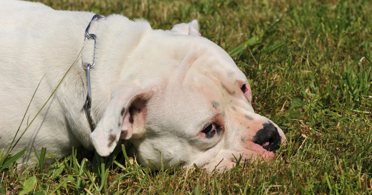 Woman In Hospital After Being Savaged By 'American Bulldog' in South ...