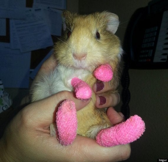 Pink 2024 guinea pig