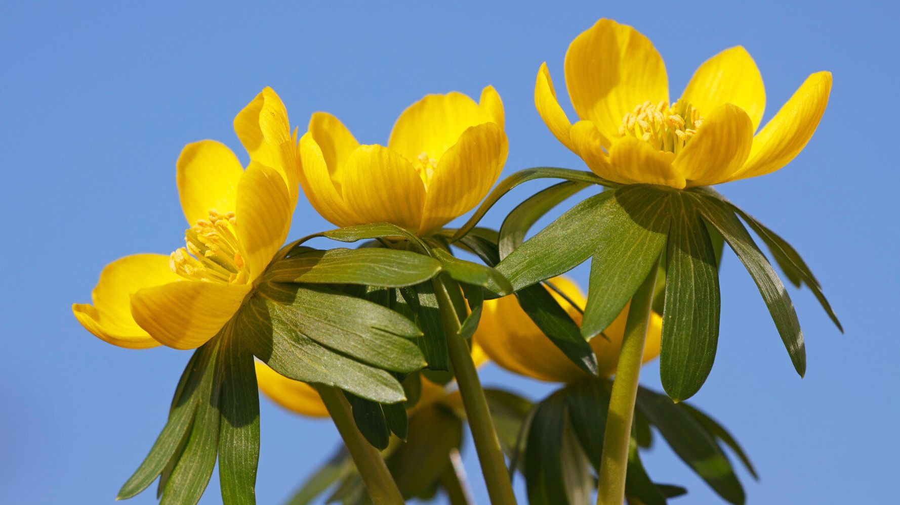 chinese-herbal-medicine-portland-inner-works-acupuncture