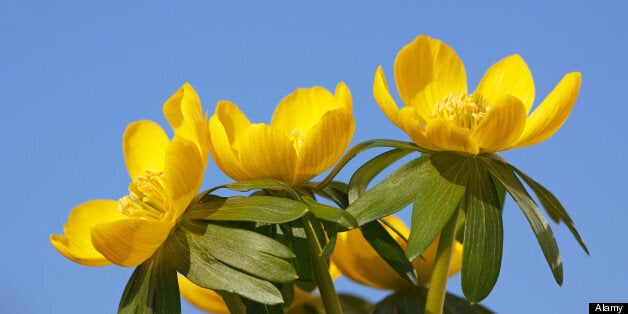 Small Winter aconite flower