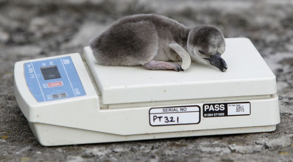 Newborn penguins at Chester Zoo