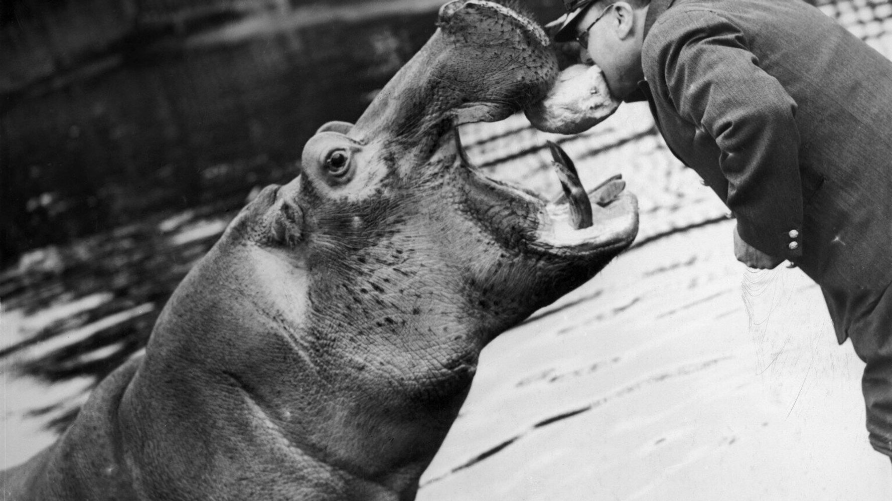 Anniversary Of The Zoological Society Of London (PICTURES)  HuffPost UK News