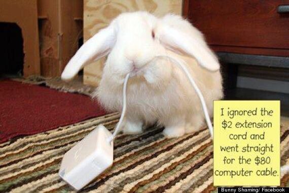 rabbits online