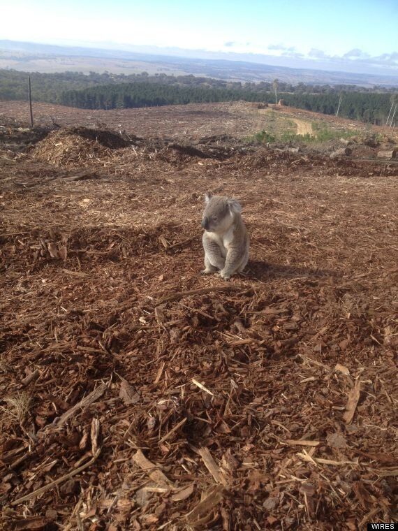 Lonely Koala Sadly Surveys His Former Home After Australian Forest Is  Felled (PICTURE) | HuffPost UK News