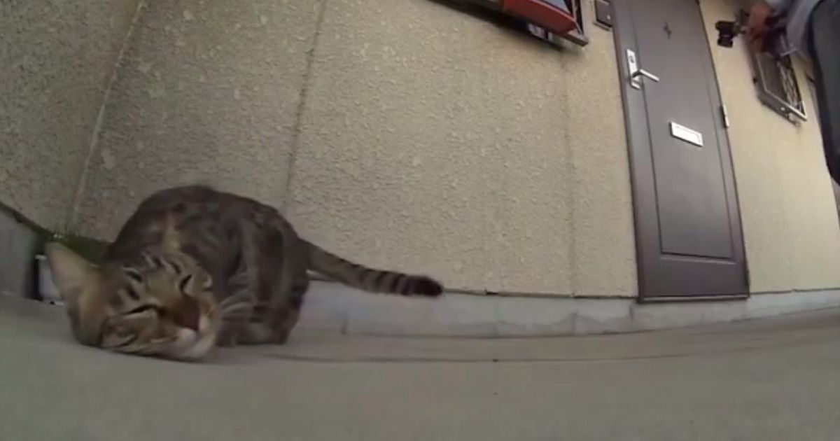 Cat Goes Crazy For Concrete (VIDEO) | HuffPost UK Comedy