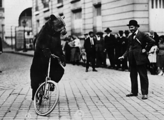 sloth bear bike