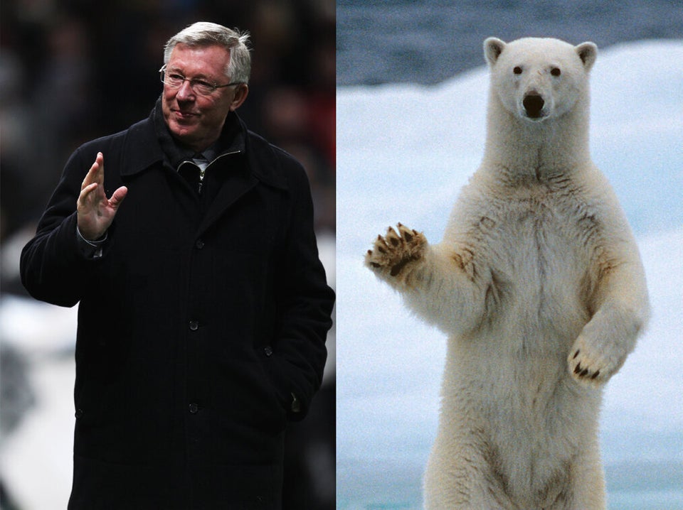 Animals That Look Like Sir Alex Ferguson