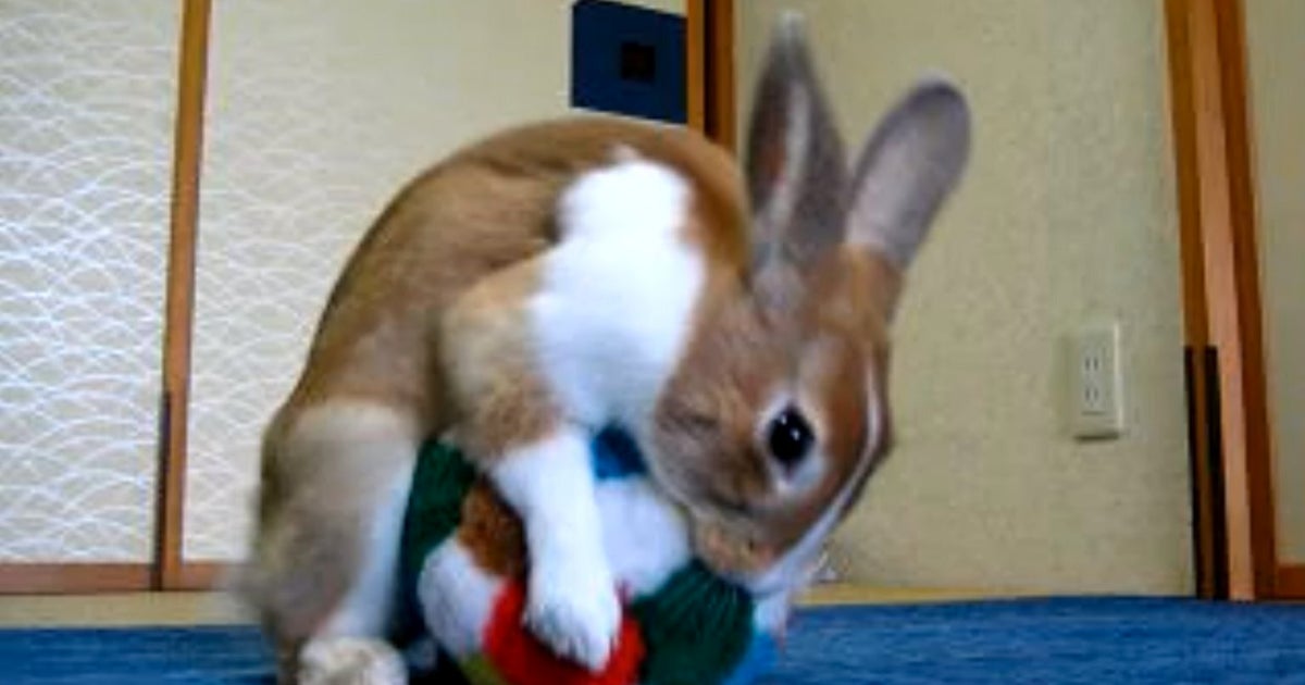 Rabbit Does A Forward Roll (VIDEO) HuffPost UK Comedy