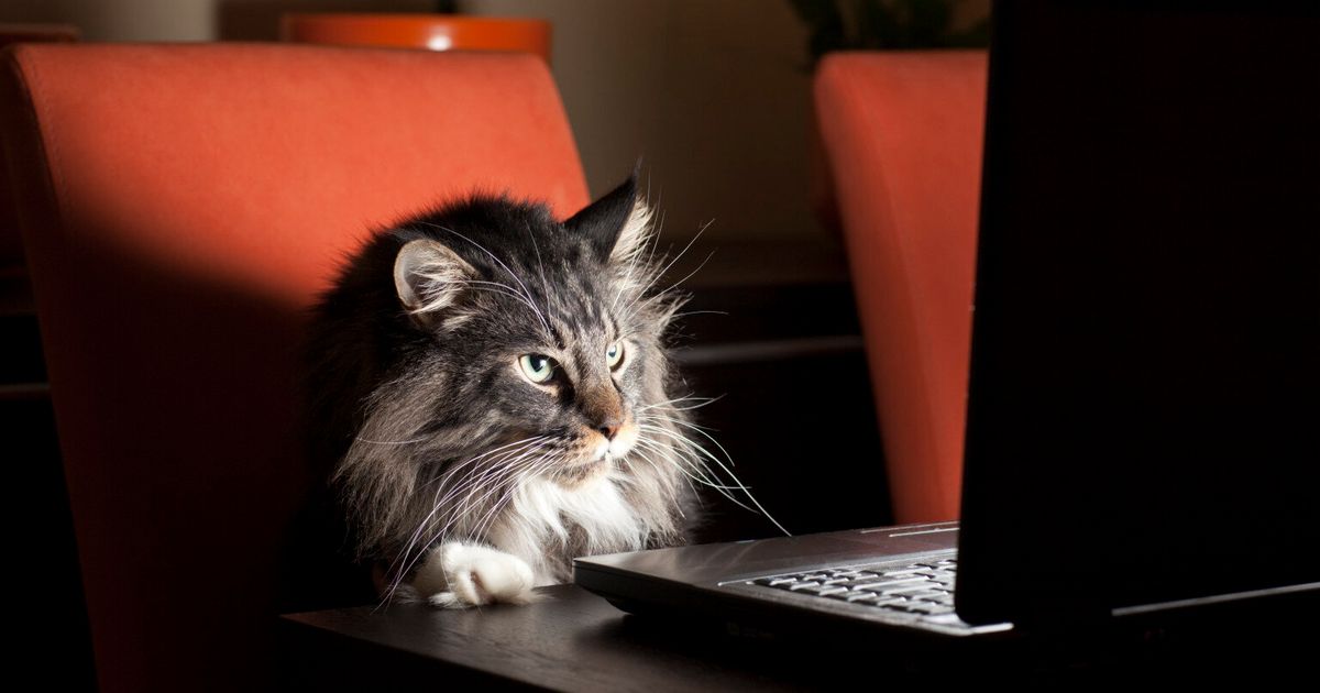 'YummyPets': Social Network For Pets Launched In The UK | HuffPost UK Tech