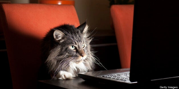 Cat With Laptop