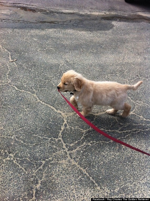 Blind golden best sale retriever with puppy