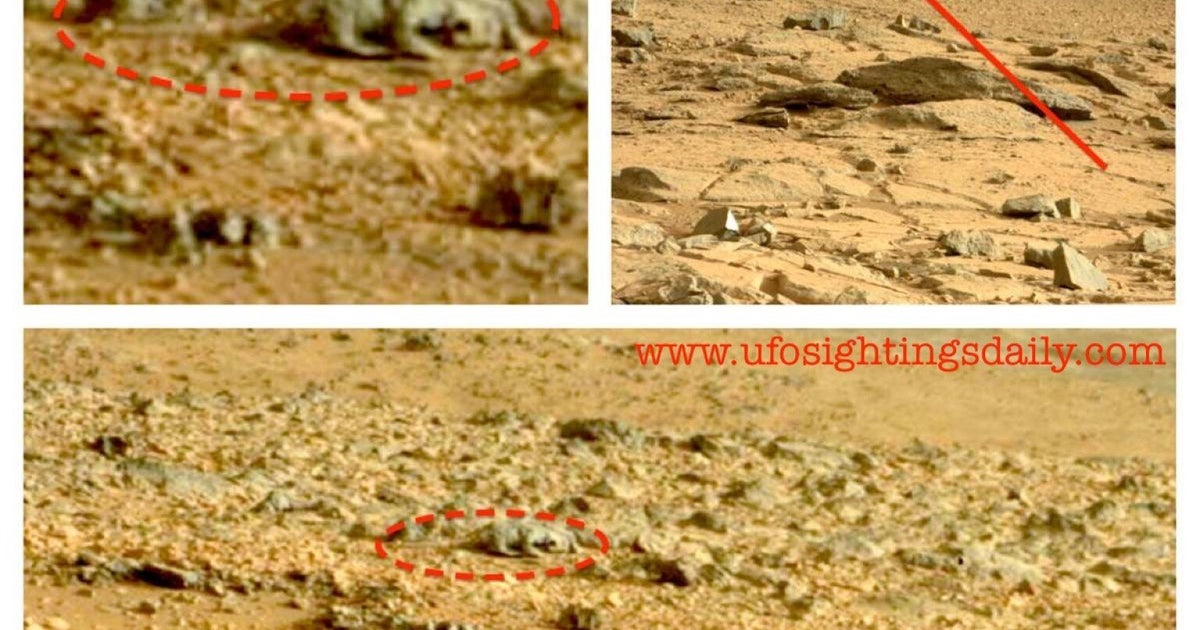 Lizard On Mars? Blogger Claims Stunning Find In Rover Picture Of Red ...