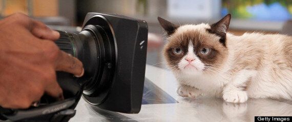 Grumpy Cat Gets A Movie Deal Huffpost Uk 