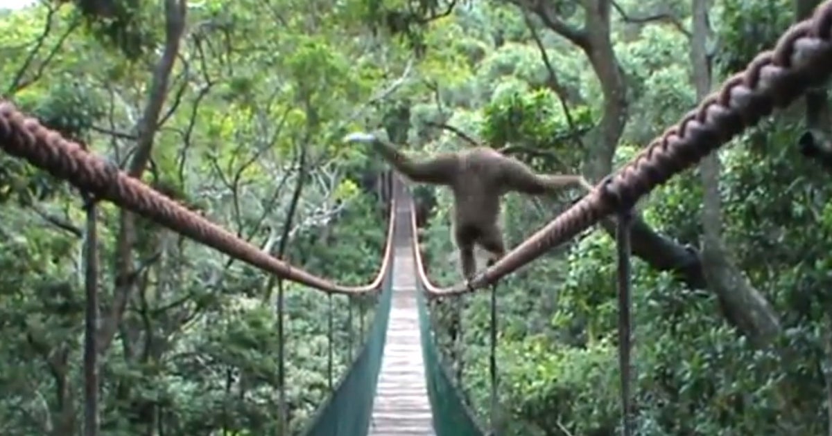 Just A Gibbon Tightrope Walking VIDEO HuffPost UK Comedy