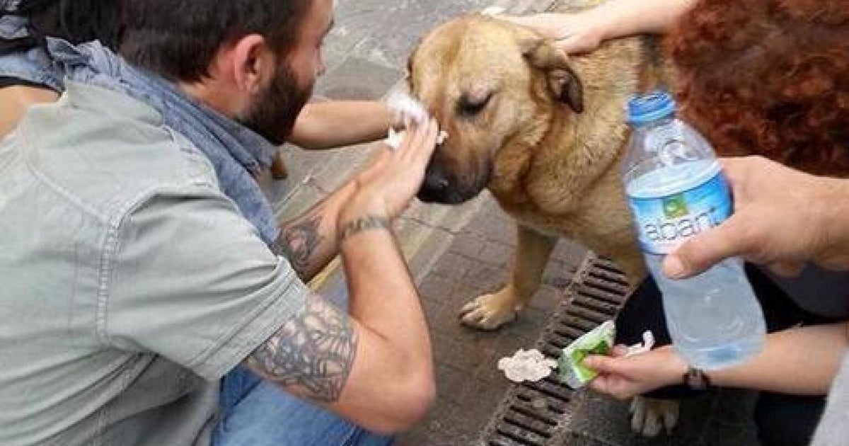 Turkey Uprising Dogs Are Tear Gassed By Police As OccupyGezi