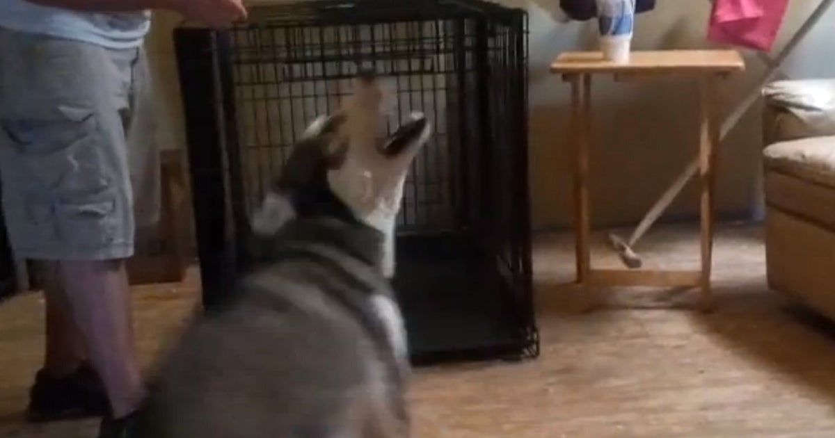 Dog Plays Dead VERY Dramatically (VIDEO) HuffPost UK Comedy