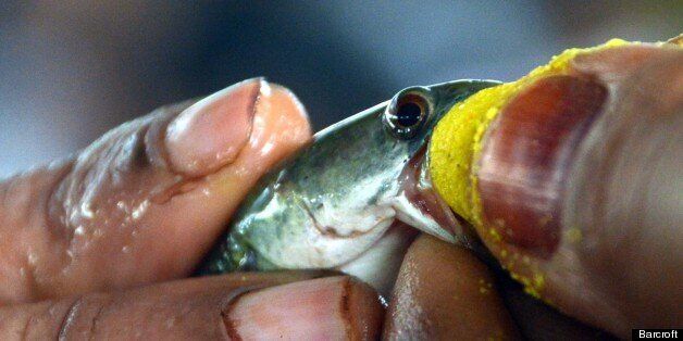 Indian family claim fish filled with medicine can cure asthma