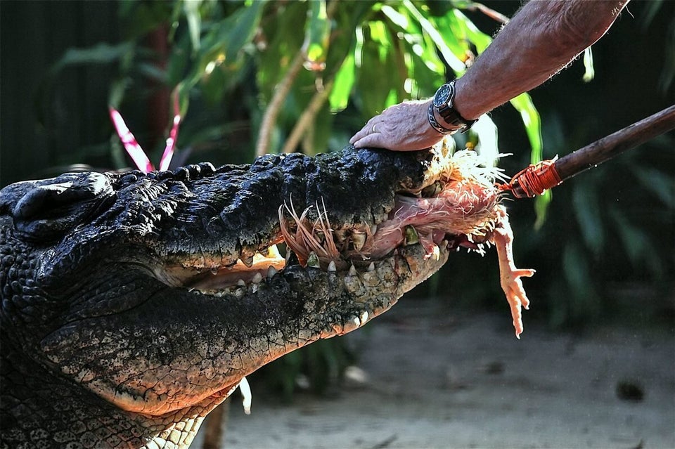 SWNS_OLDEST_CROC_09