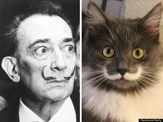 salvador dali portrait cat