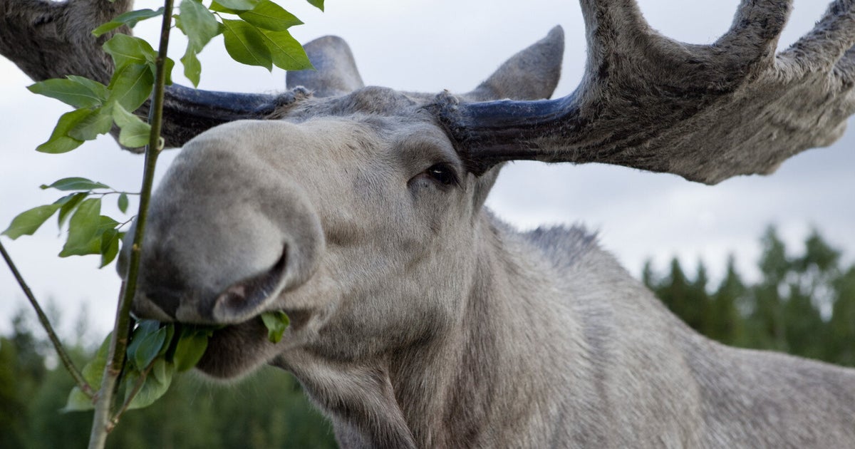 Re: [新聞] 瑞典7月起實施嚴厲新法 付費觀看成人直