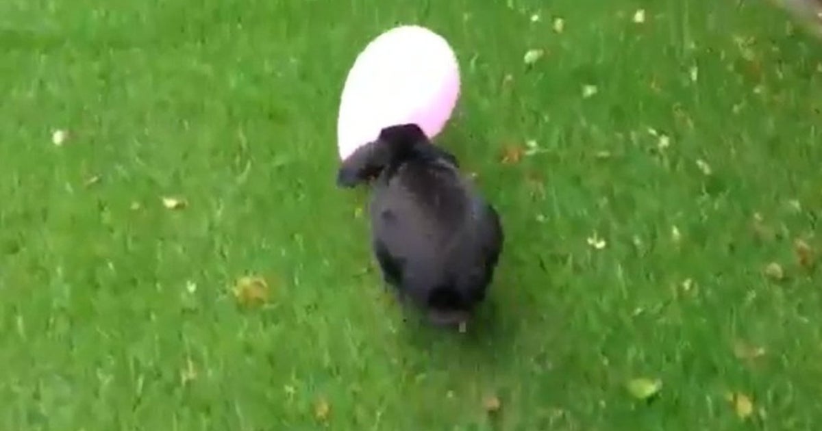 Bunny Loves His Balloon (VIDEO) | HuffPost UK