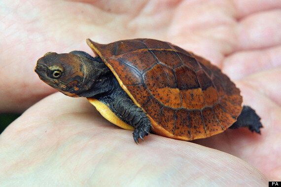 Rare Vietnamese Box Turtle Hatches At Bristol Zoo (PICTURES) | HuffPost UK