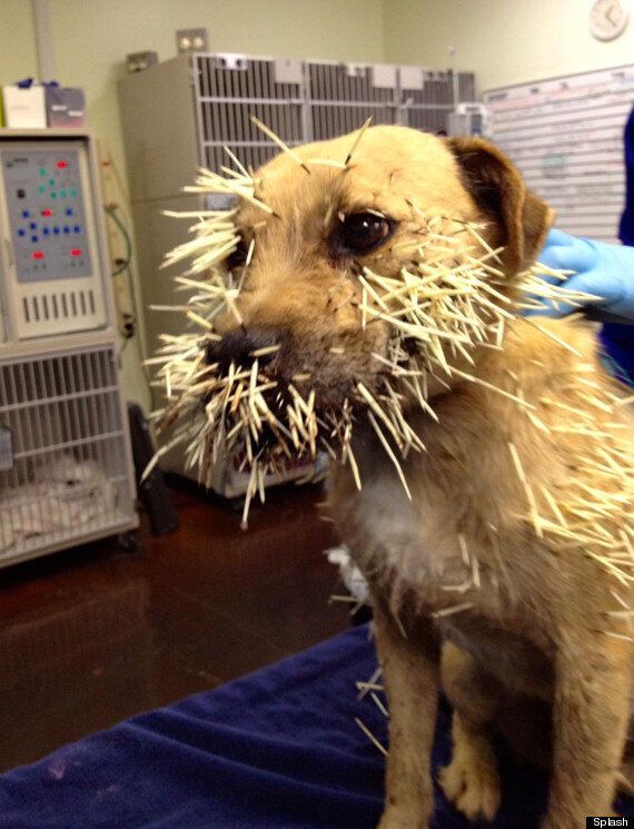 Dog Survives Porcupine Attack: Weird News Picture Of The Day | HuffPost UK