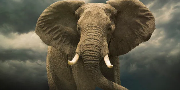 Beyond World Elephant UK Make Protect Voice Animals HuffPost News Magnificent To Heard These | Day: Your