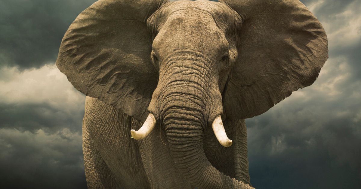HuffPost World Make Beyond Voice Animals To | Day: Elephant These Magnificent Heard Protect UK News Your
