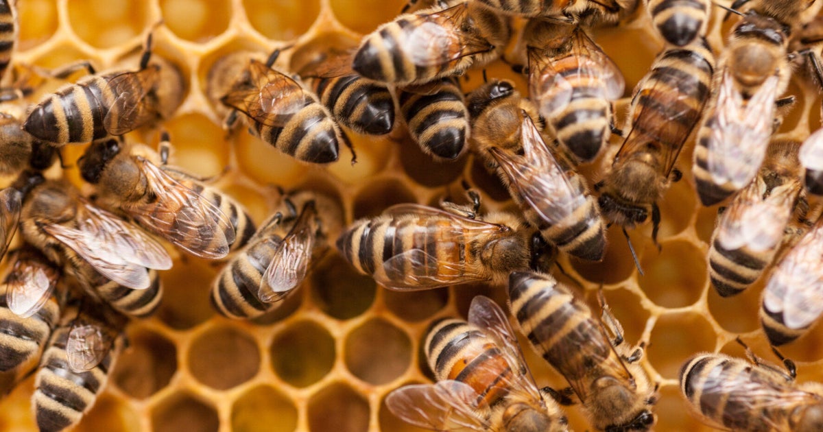 Bees And Feet HuffPost UK Tech