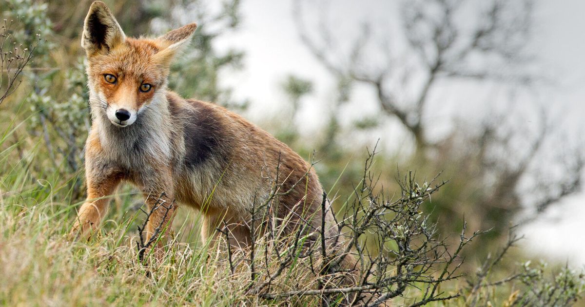 the-national-trust-vote-shows-it-s-time-for-a-total-ban-on-hunting-with