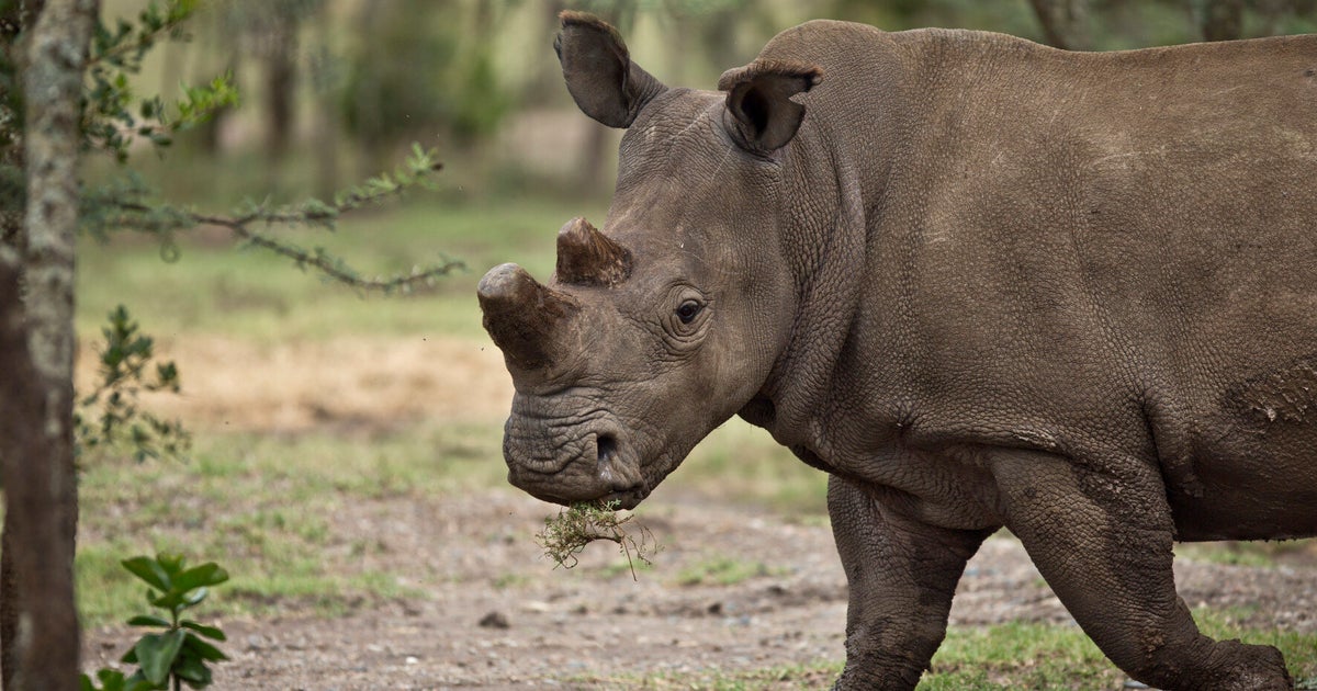 Rhinos In Danger From Profit-Hungry Owners | HuffPost UK News