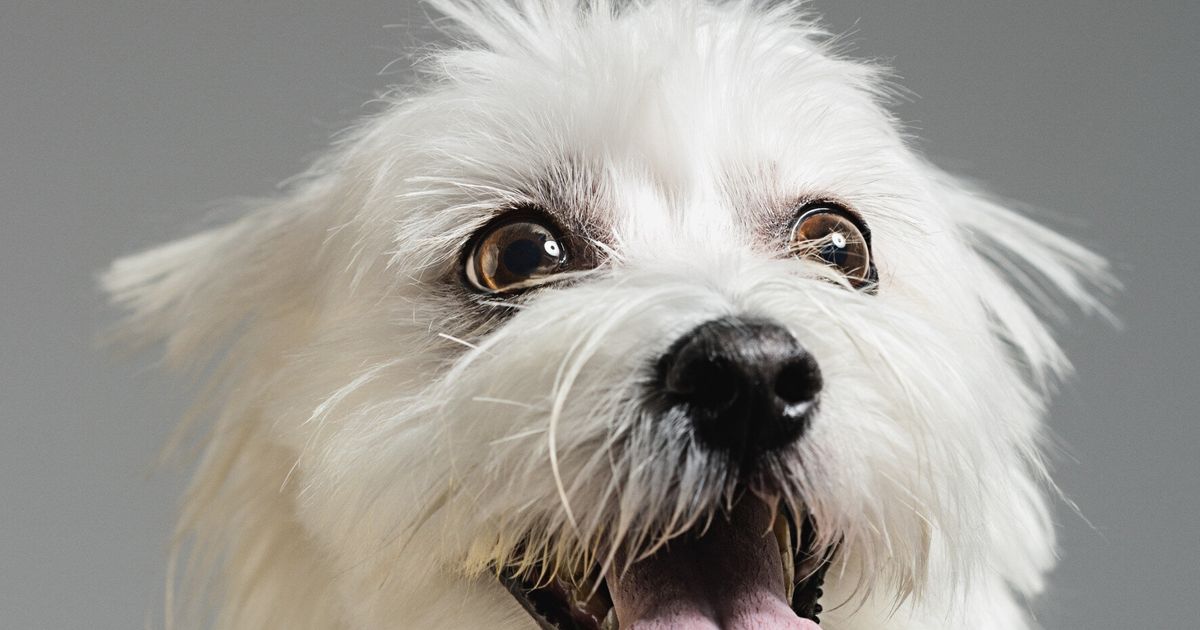 dogs-and-fur-stains-huffpost-uk-life