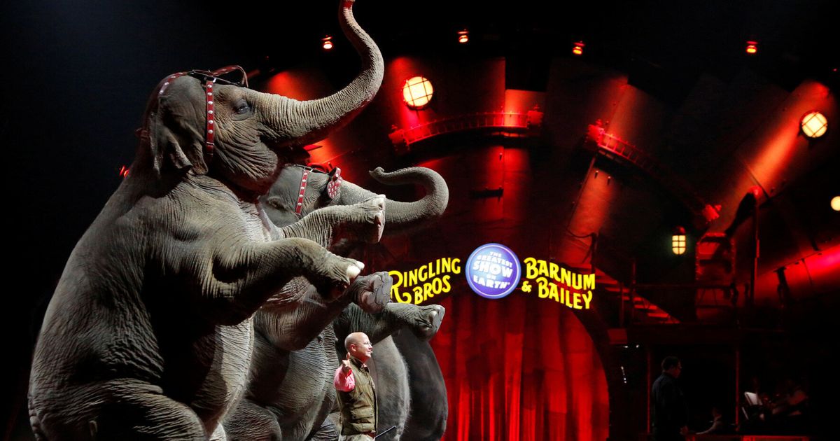 Animal Shows - Who Are They Entertaining? | HuffPost UK News