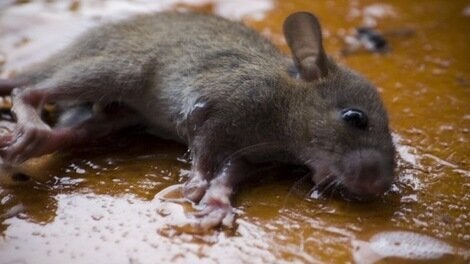 Rethinking The War On Unwanted Wildlife | HuffPost UK News Rethinking The War On Unwanted Wildlife | HuffPost UK News