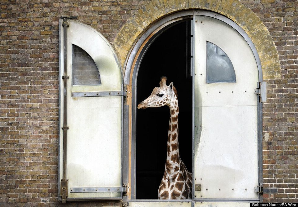 London Zoo's annual weigh-in