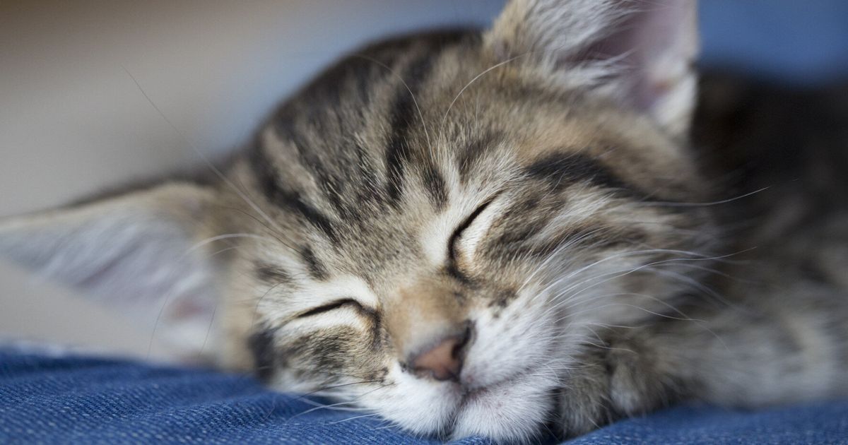 The Seven Habits Of Highly Effective Cats | HuffPost UK