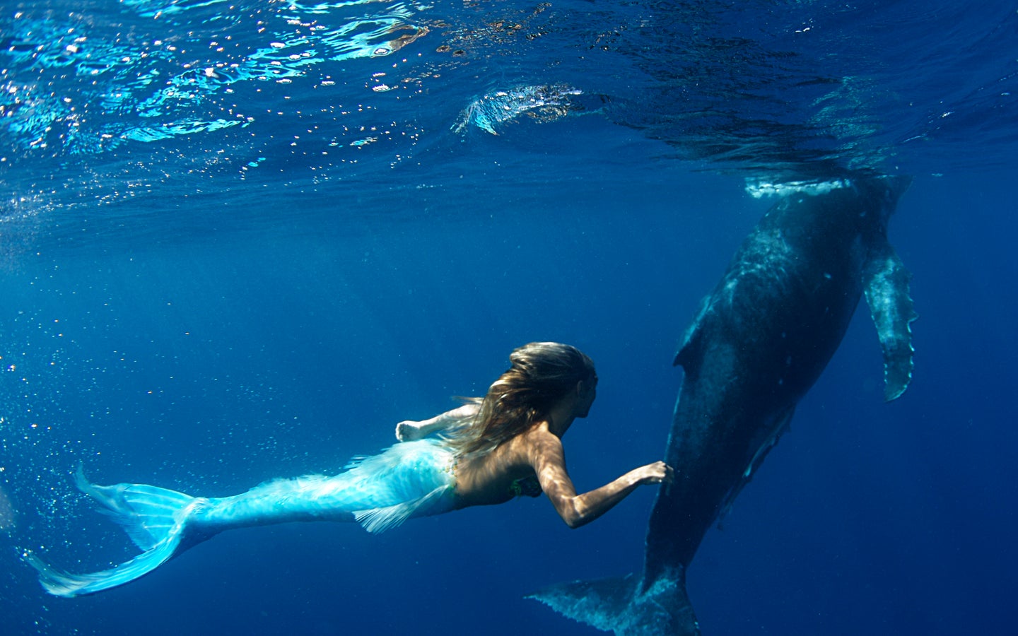 'Mermaid' Hannah Fraser Swims With Humpback Whales (PICTURES ...