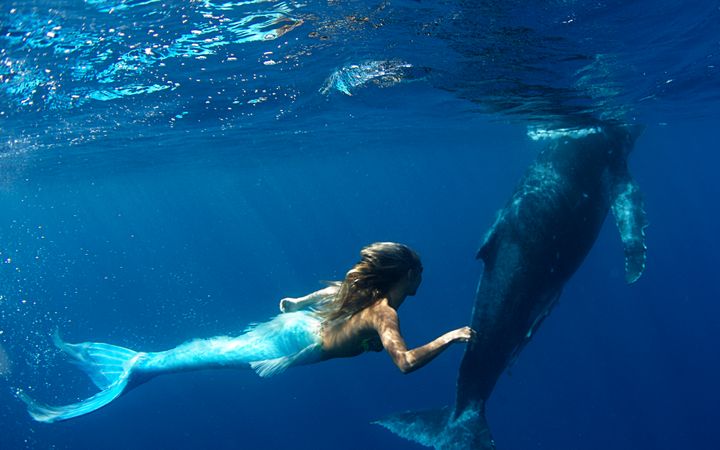 The Mermaid Rescues Flight Of Dolphins From A Fishing Net Royalty