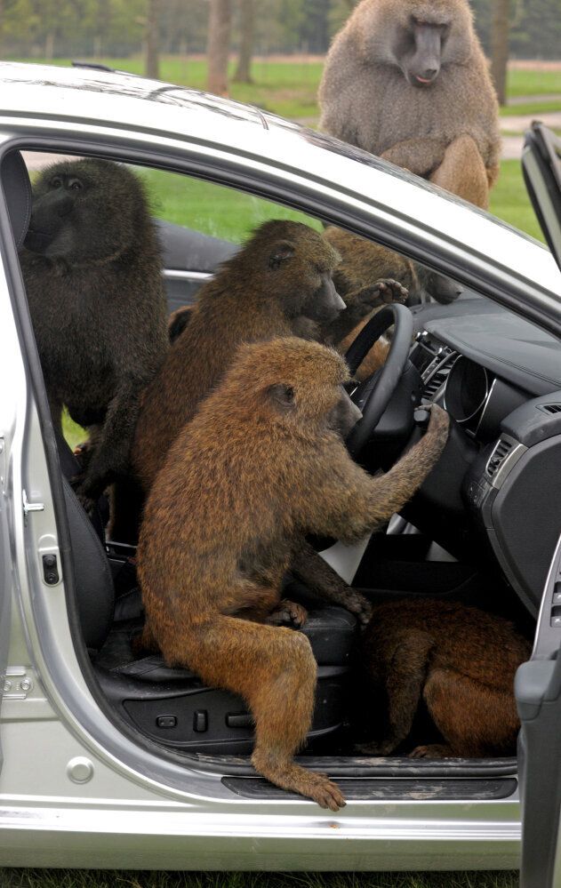Baboon Animals Porn - Safari Park Monkeys Give Family Car The Ultimate Test (PHOTOS) | HuffPost  UK Comedy