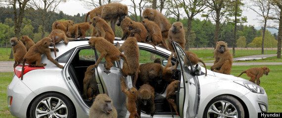 monkey safari uk