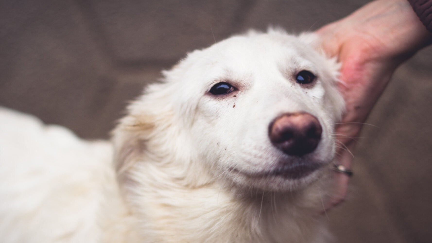 Cannabis For Dogs With Cancer HuffPost UK Life
