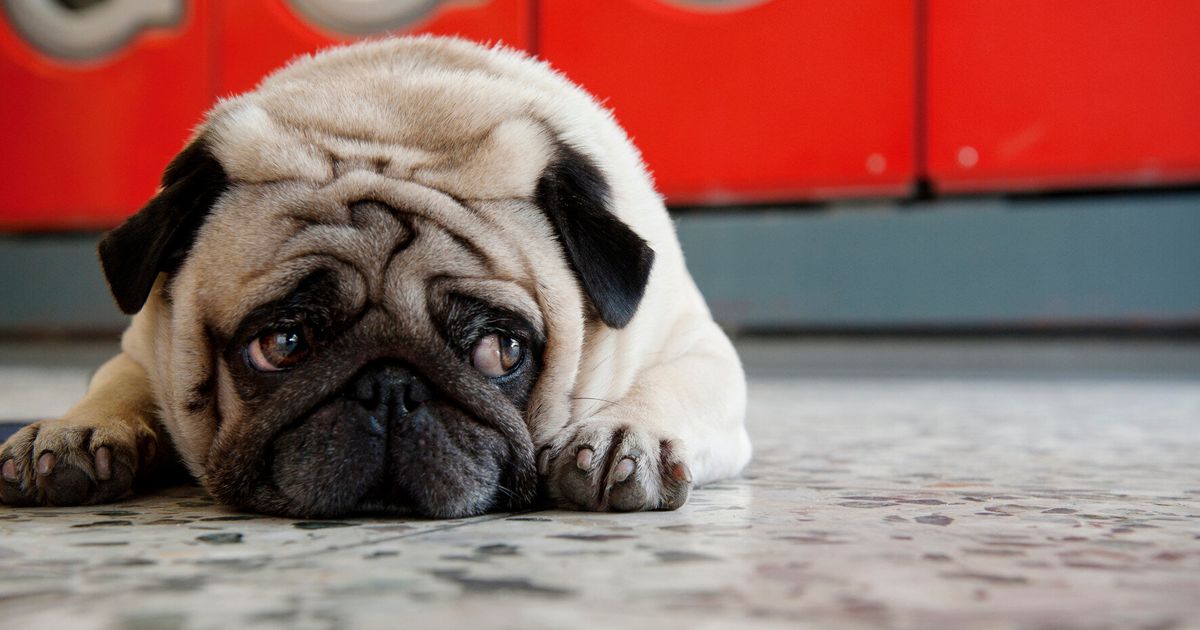 Crufts Promotes Irresponsible Dog Breeding Must Be Stopped | HuffPost ...